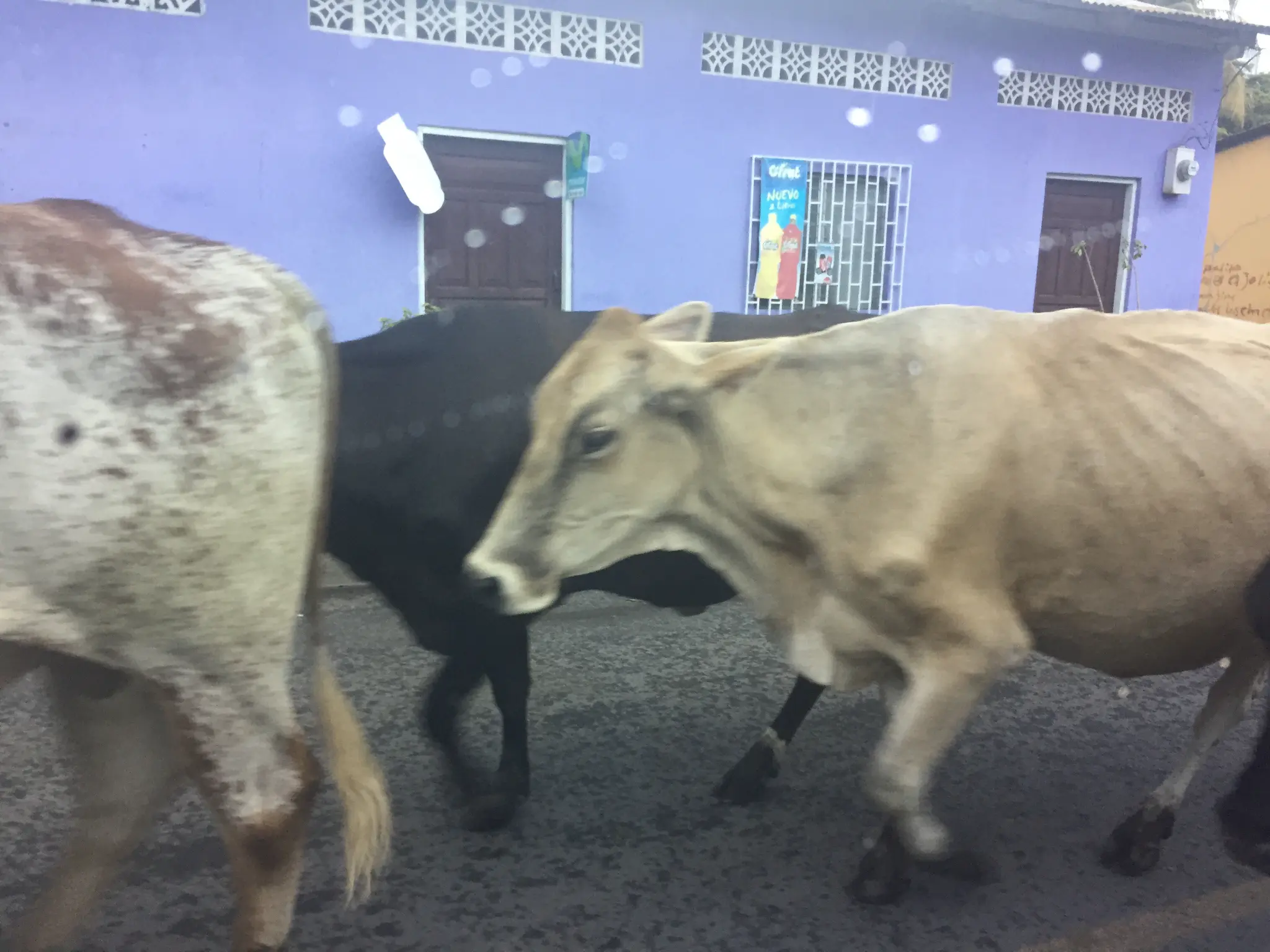 Cows wandering the streets of Moyogalpa, Ometepe Island Nicaragua — cattle roam freely past a purple building
