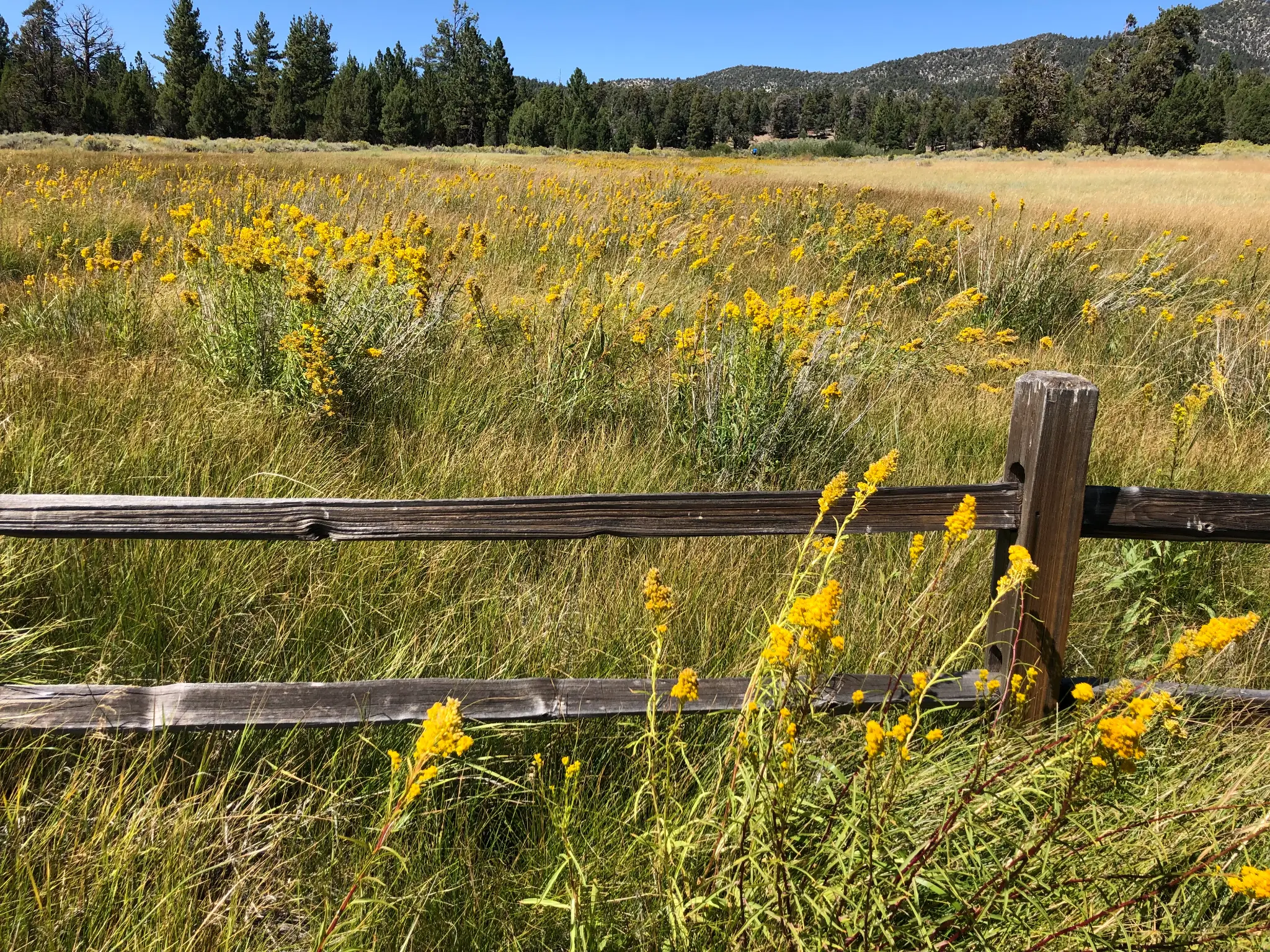 Golden wildflowers blooming along a rustic split-rail fence in a sunlit meadow next to Big Bear Lake, with pine forest and mountains under a bright blue sky