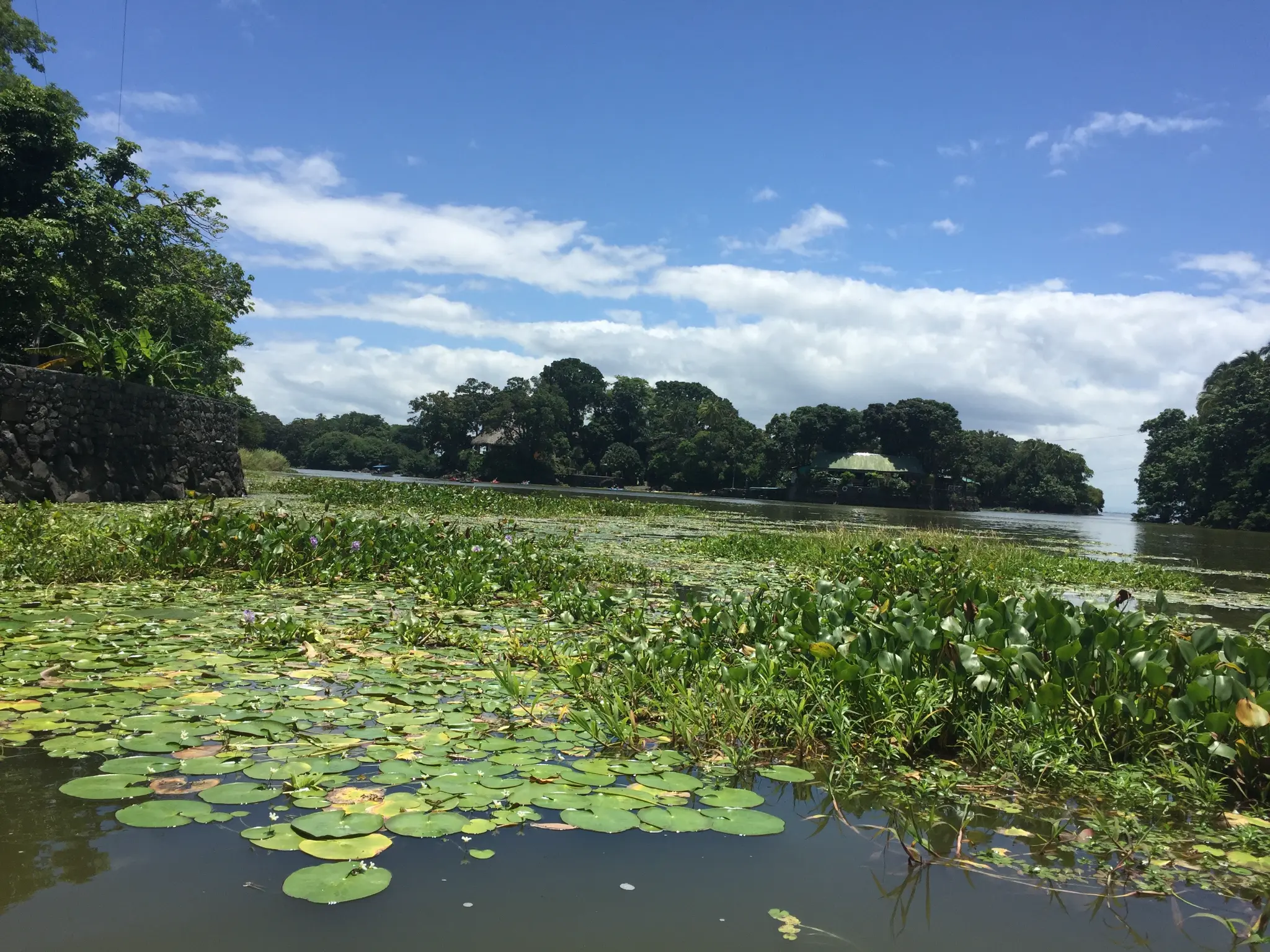Water hyacinths and lily pads on Las Isletas near Granada Nicaragua — boat tour through the archipelago
