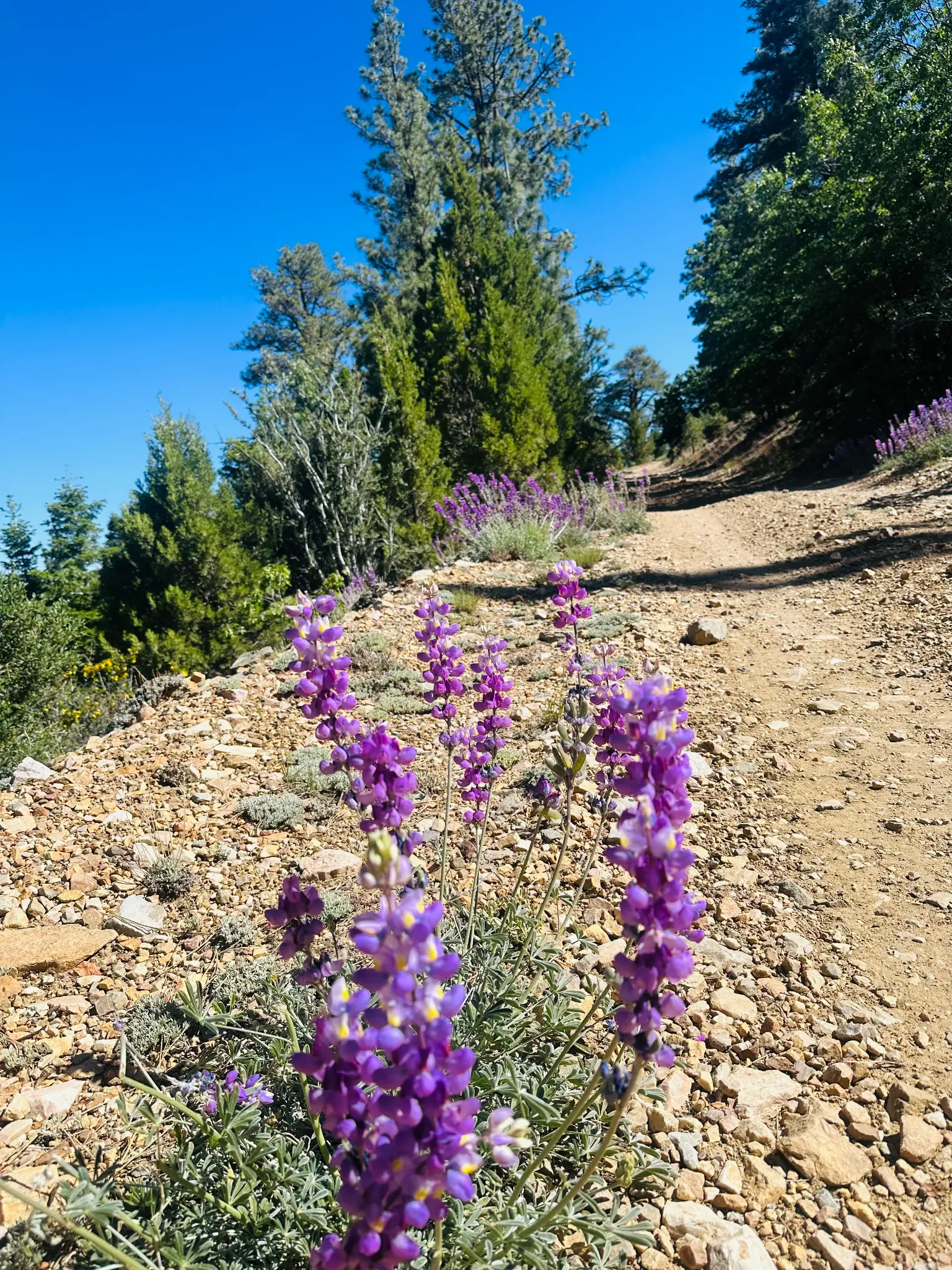 Silvery Lupine (Lupinus argenteus) lining the trail
