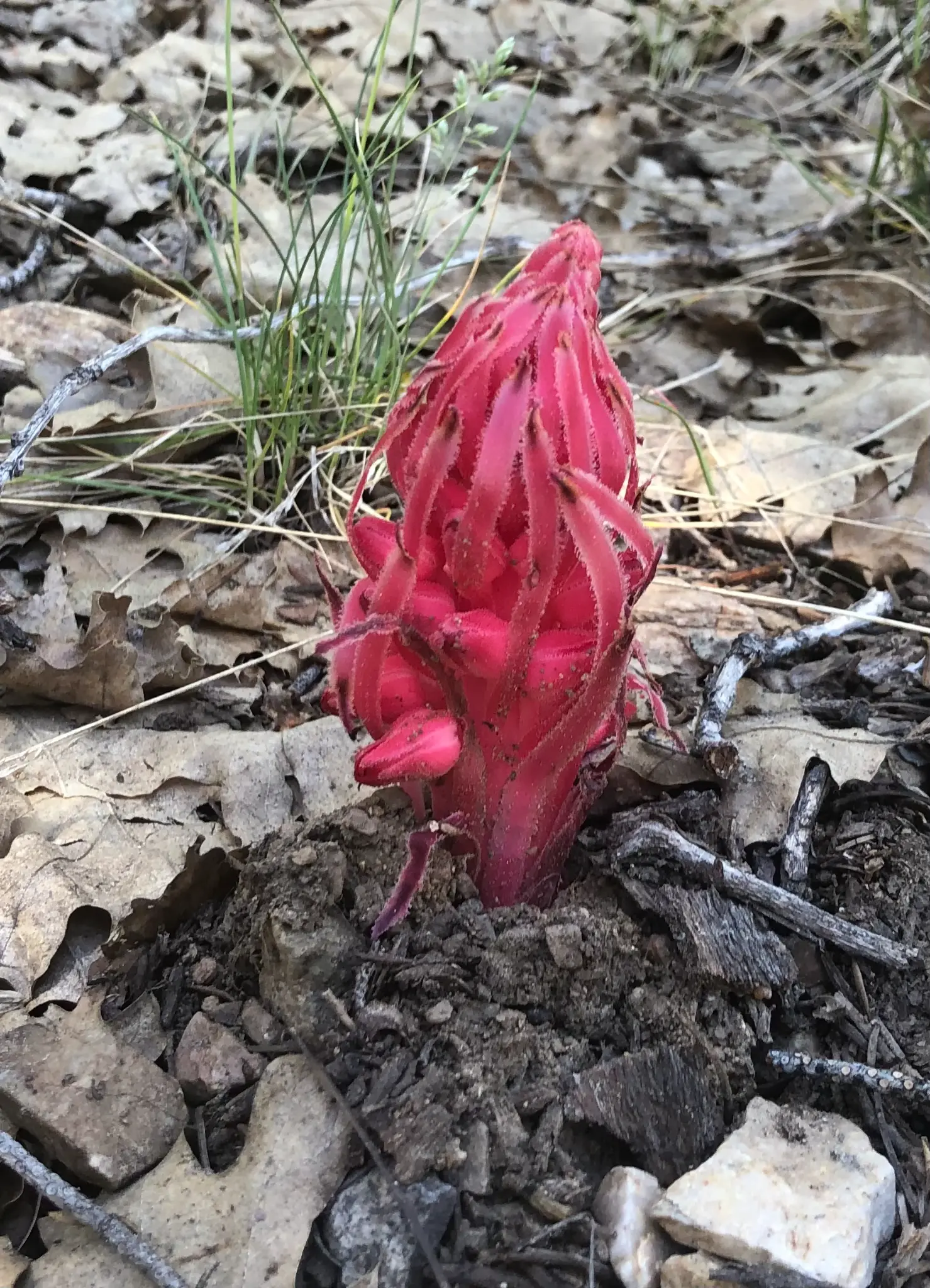 Snow Plant (Sarcodes sanguinea) — a parasitic wildflower with no chlorophyll, protected by California law