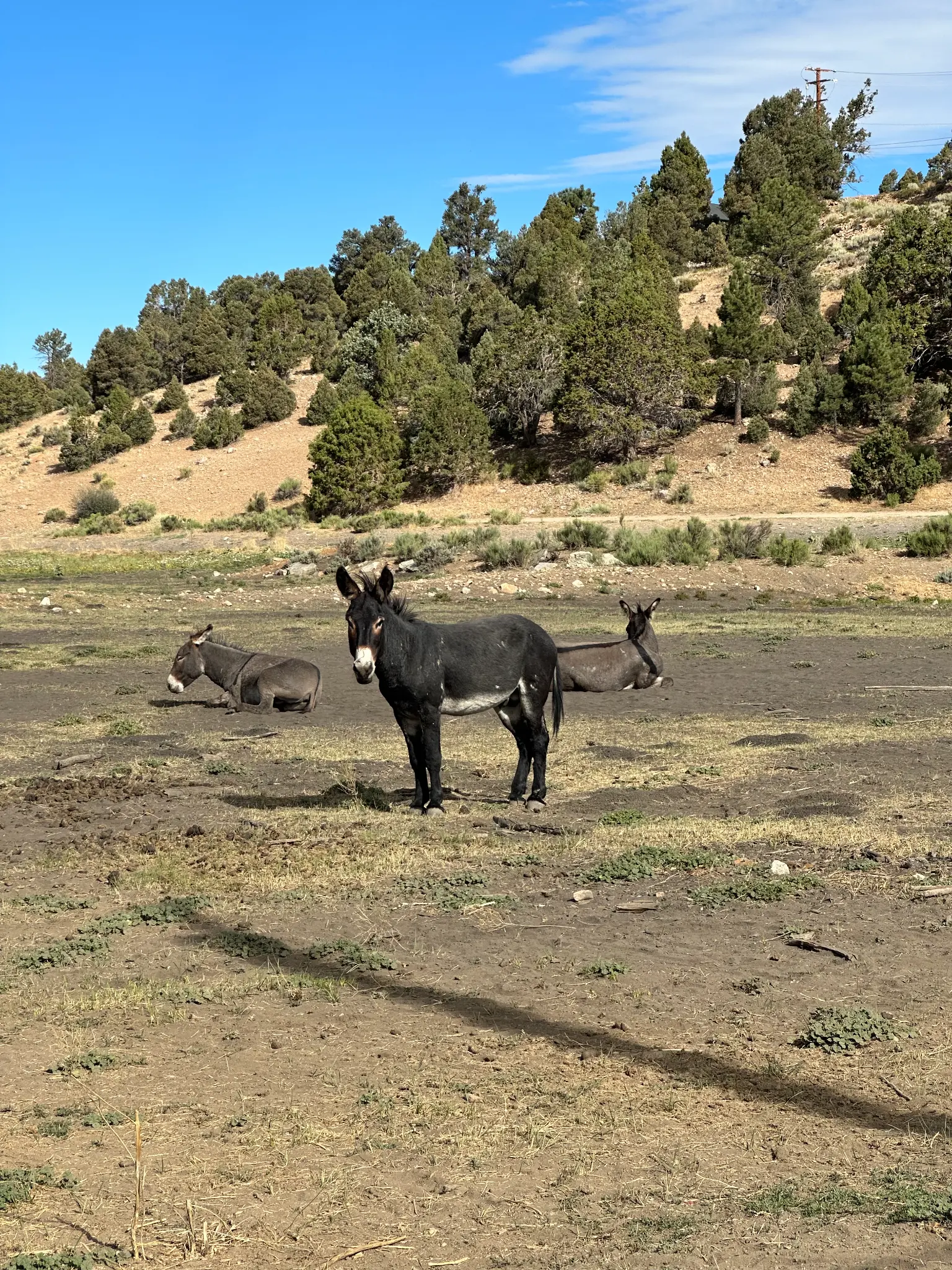 The wild burros — their location is not disclosed, for their protection