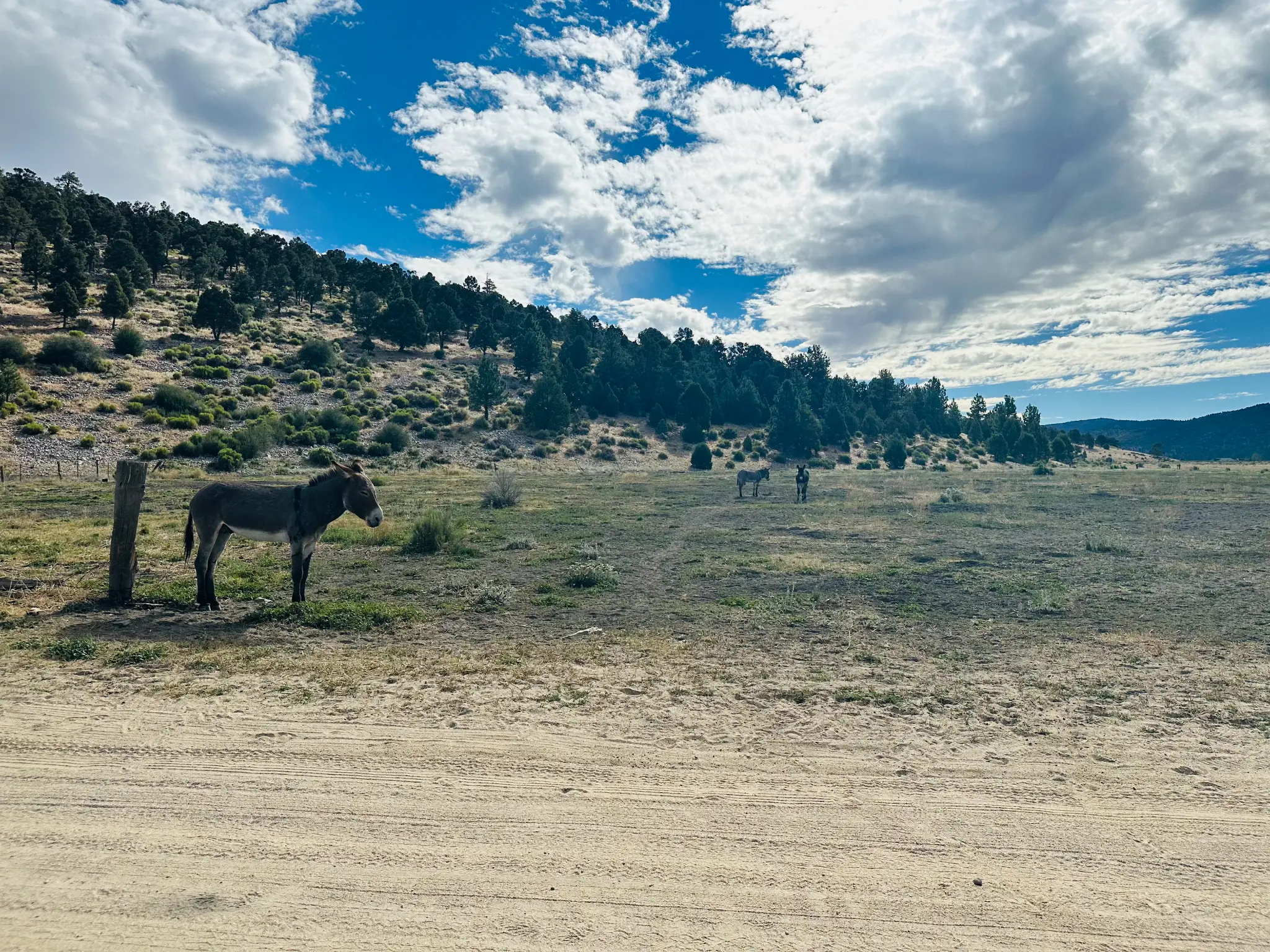 Holcomb Valley — wild burros are abundant in Big Bear