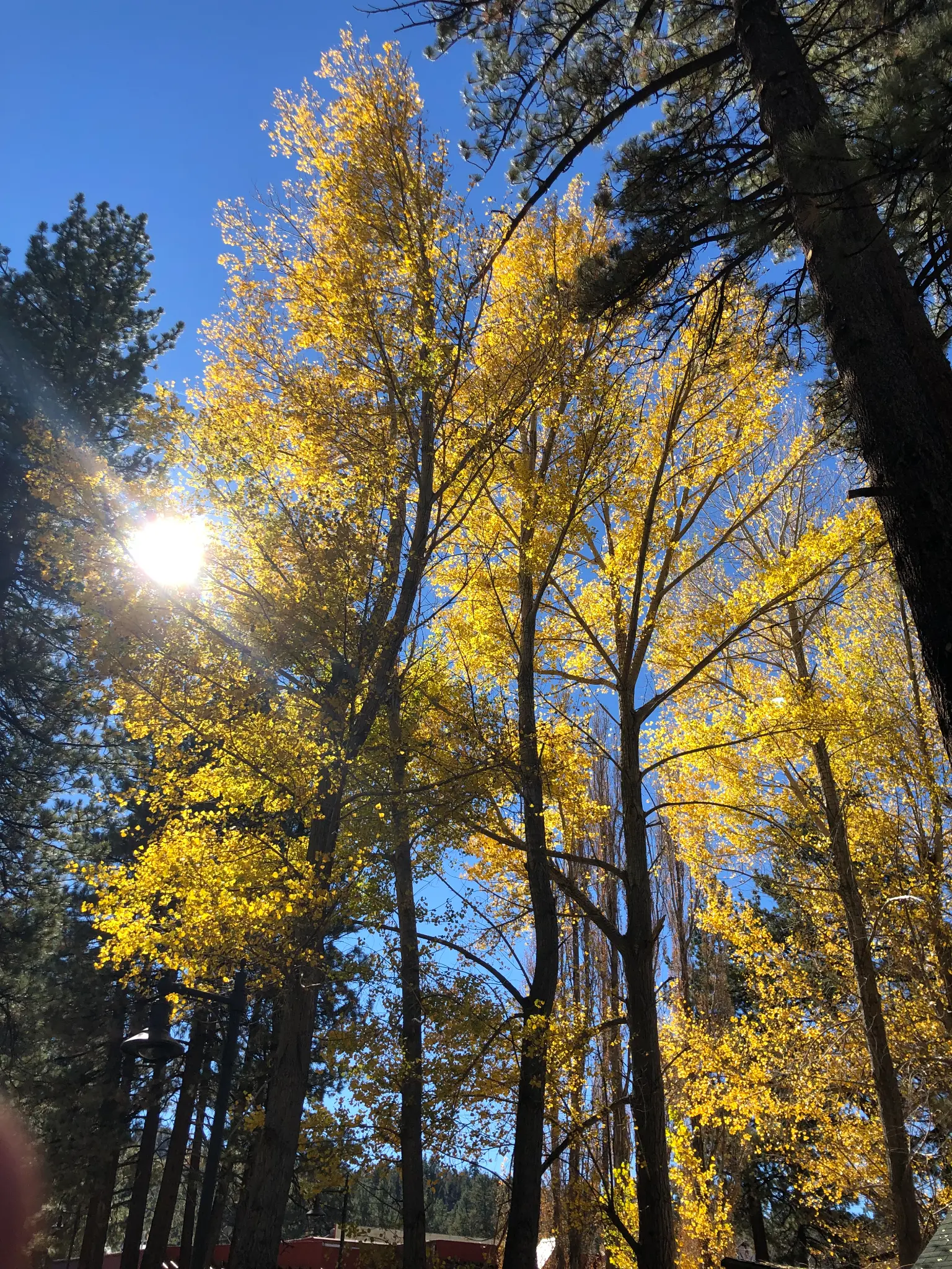 Golden autumn aspen trees glowing in sunlight against a blue sky at Big Bear