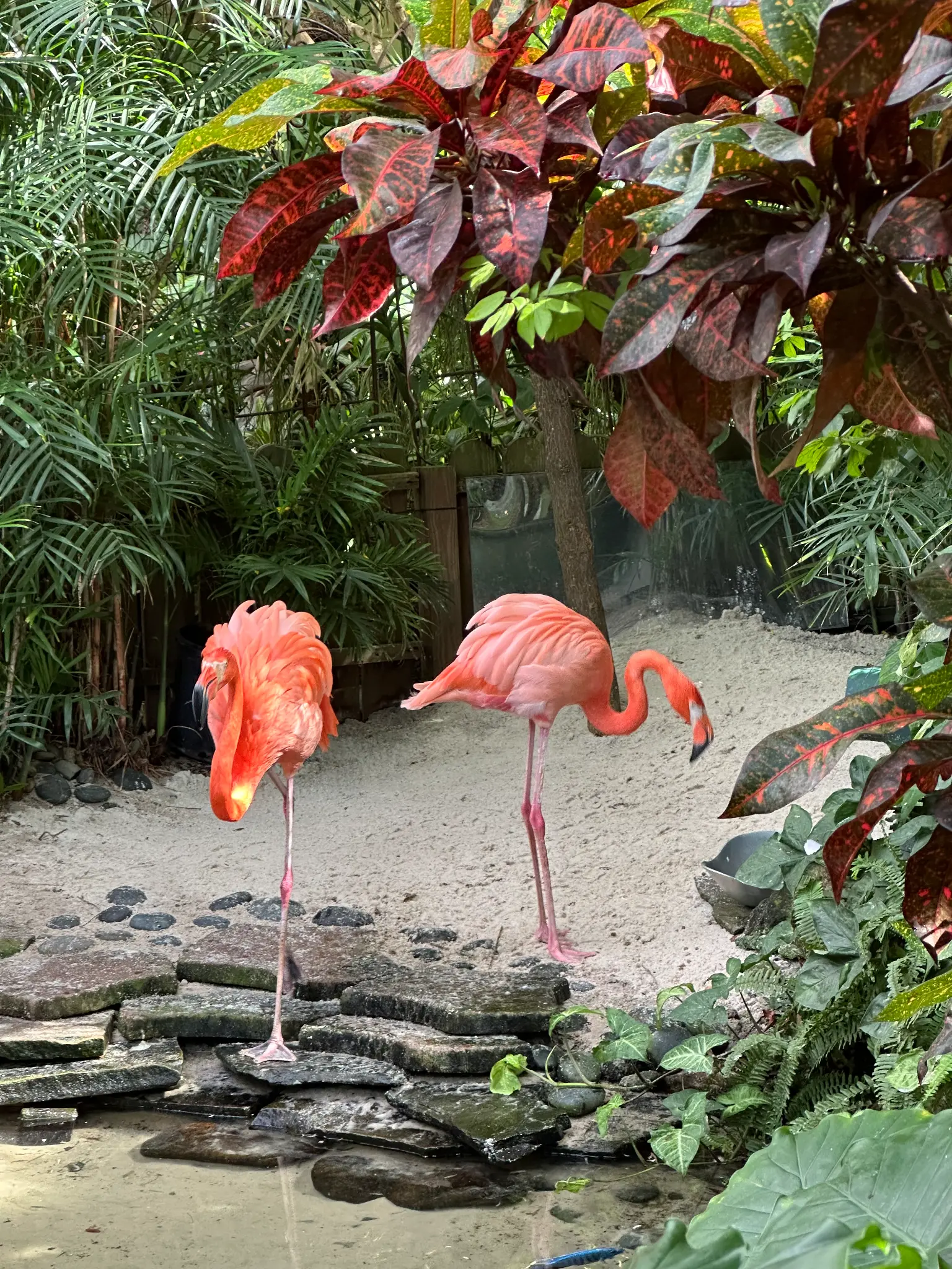 Caribbean Flamingos (Phoenicopterus ruber) on the sandy floor — framed by vivid tropical croton foliage in the conservatory garden