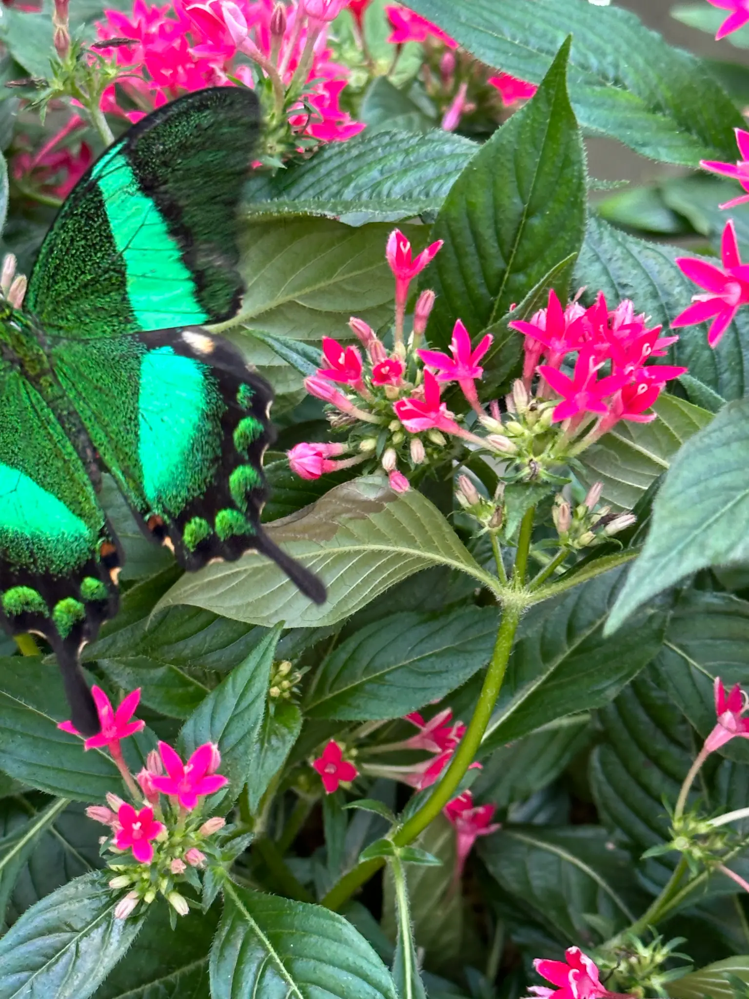 Emerald Swallowtail (Papilio palinurus) feeding on pink pentas — the metallic green and teal shimmer is breathtaking