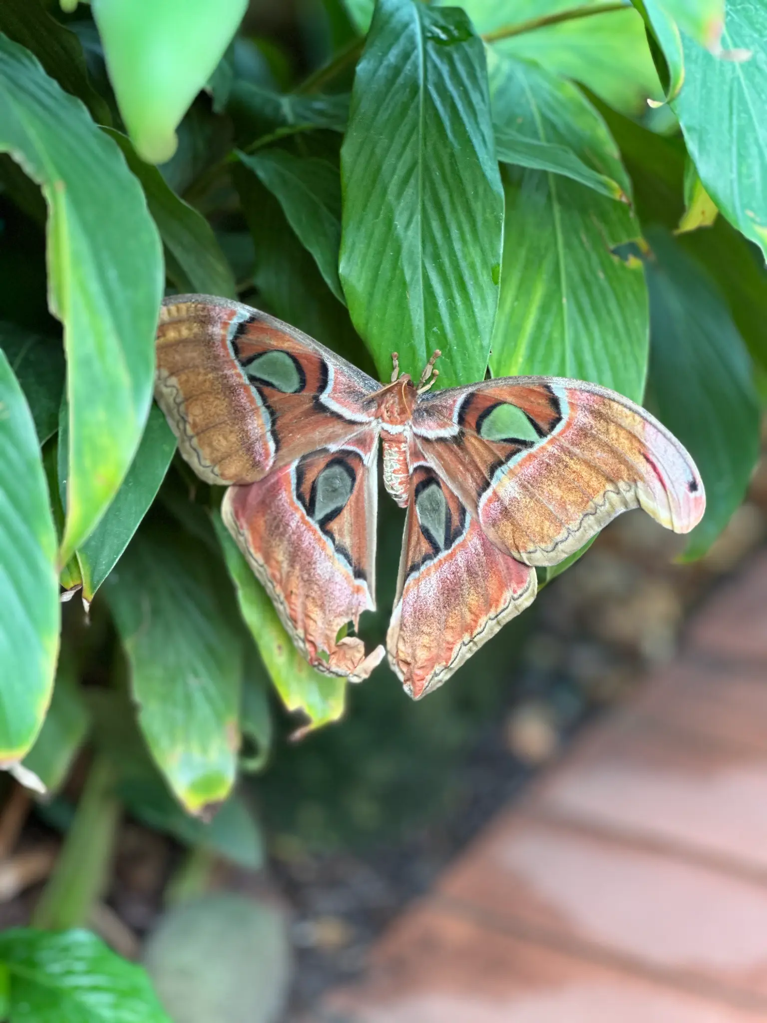 Atlas Moth (Attacus atlas) — one of the largest moths in the world, wings fully spread on tropical foliage