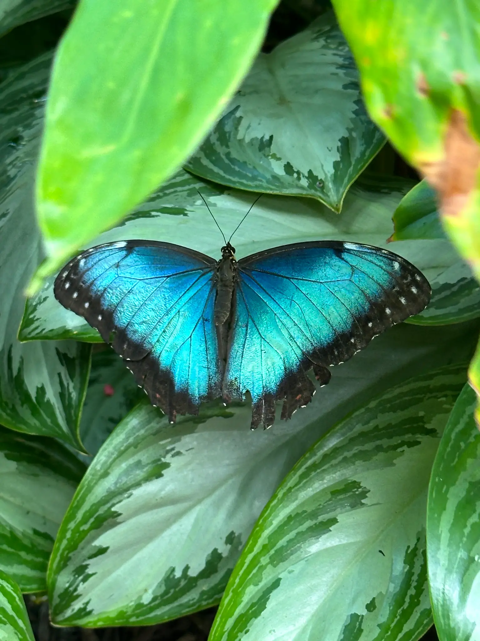 Blue Morpho (Morpho peleides) wings open — that iridescent electric blue is one of nature’s most stunning sights
