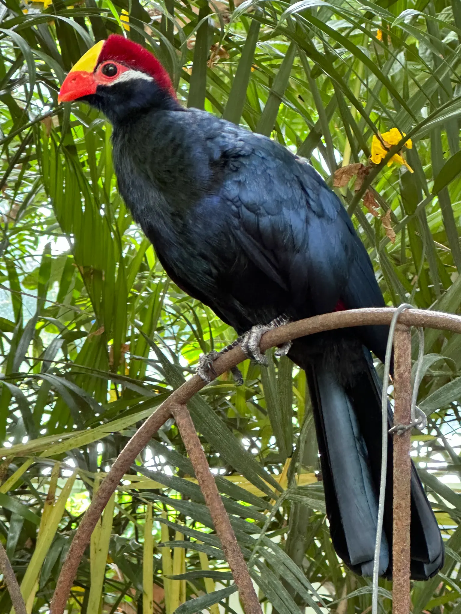Violet Turaco (Musophaga violacea) perched in the palms — a striking bird with a scarlet crown, yellow bill, and deep blue-black plumage