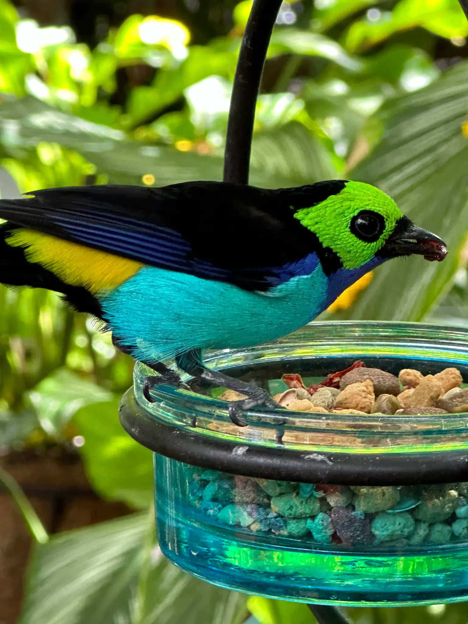 Paradise Tanager (Tangara chilensis) — neon green head, royal blue chest, turquoise belly, and yellow shoulder patch; one of the most colorful birds on earth
