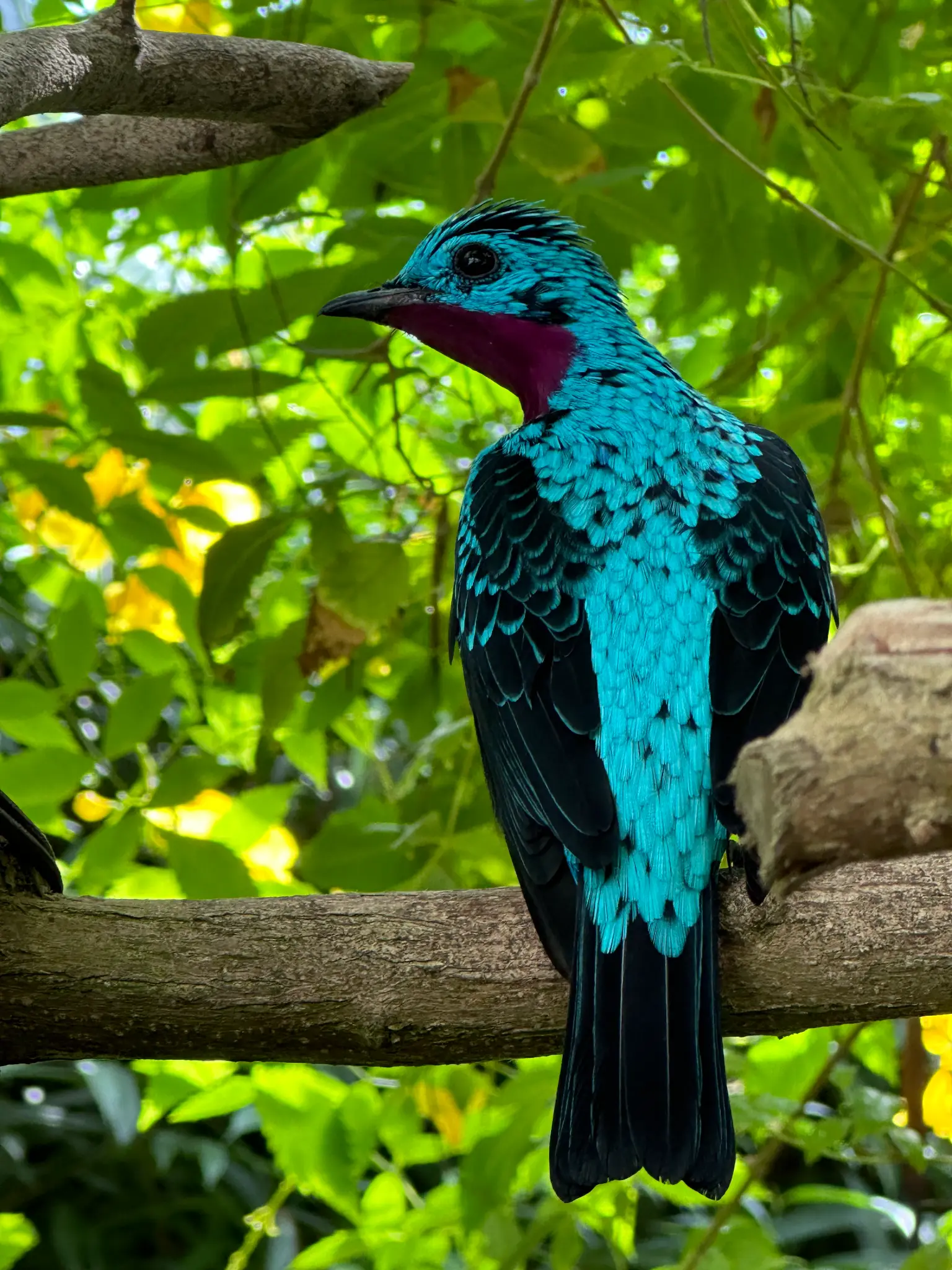 Spangled Cotinga (Cotinga cayana) — electric turquoise feathers and a deep magenta throat patch make this one of the most dazzling birds in the conservatory