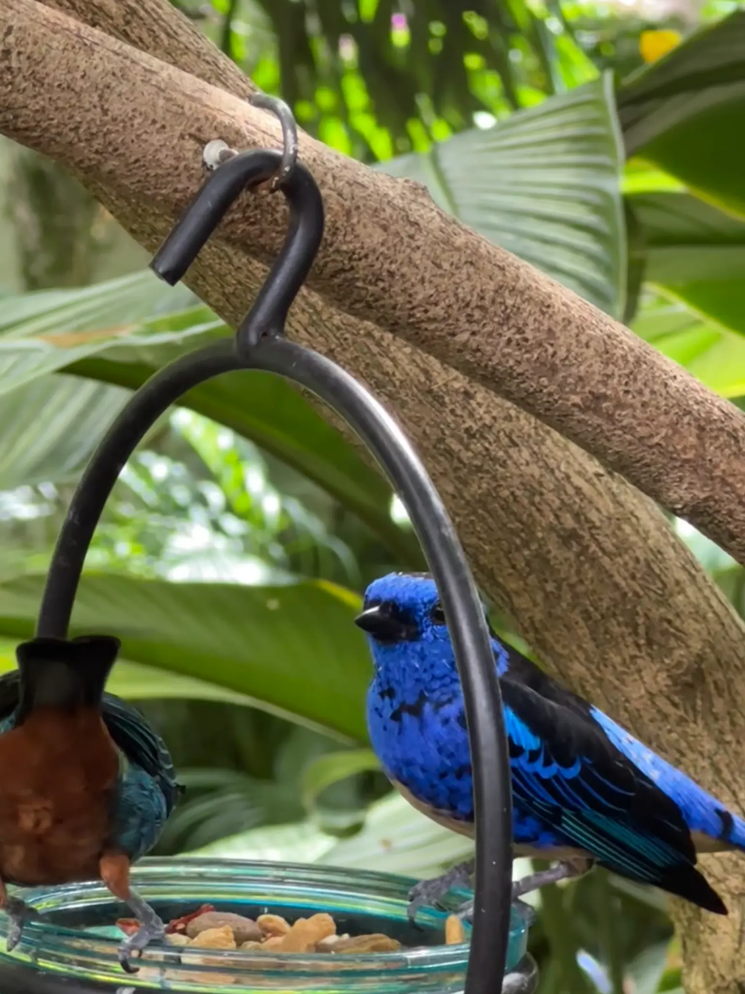 Blue Dacnis (Dacnis cayana) at the feeder — brilliant cobalt blue with black wings, alongside a Green Honeycreeper on the left