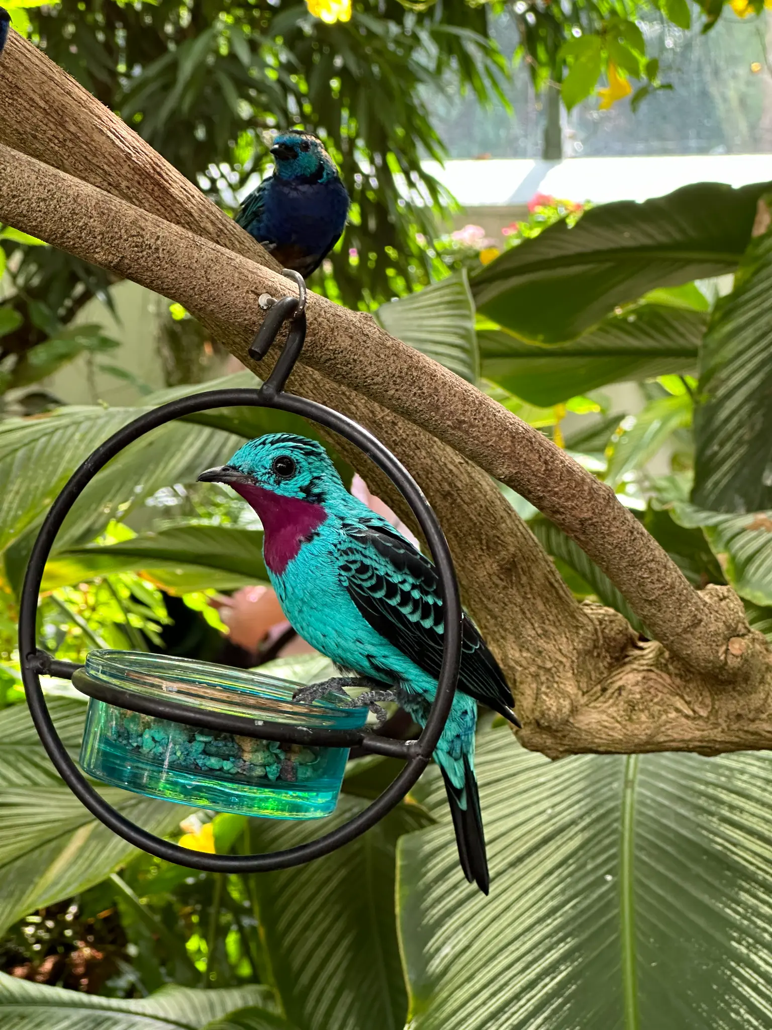 Spangled Cotinga (Cotinga cayana) in the feeder ring with a Blue Dacnis perched above — two jewel-toned birds sharing a moment