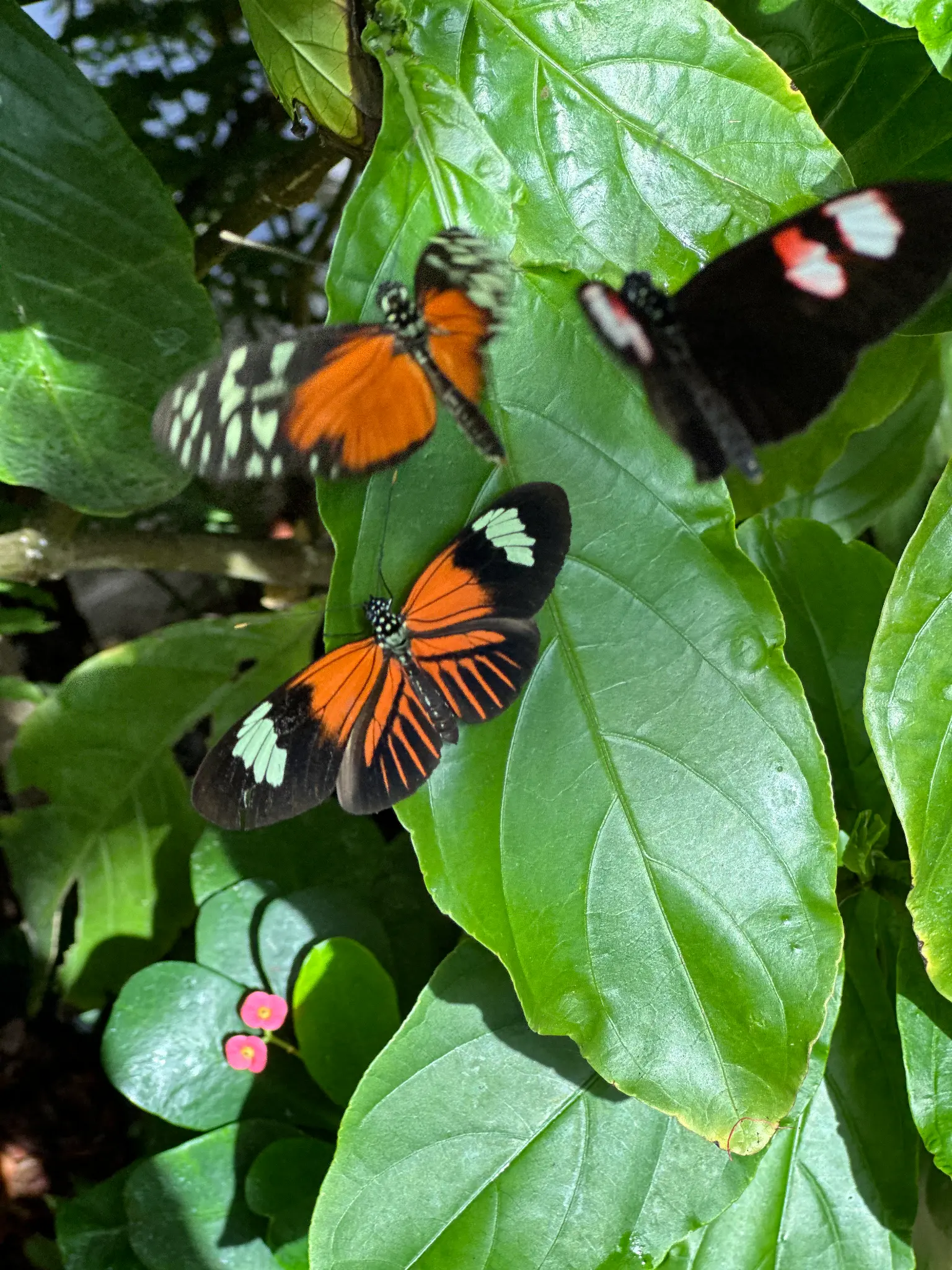 Doris Longwing (Heliconius doris) — three at once, resting on tropical leaves