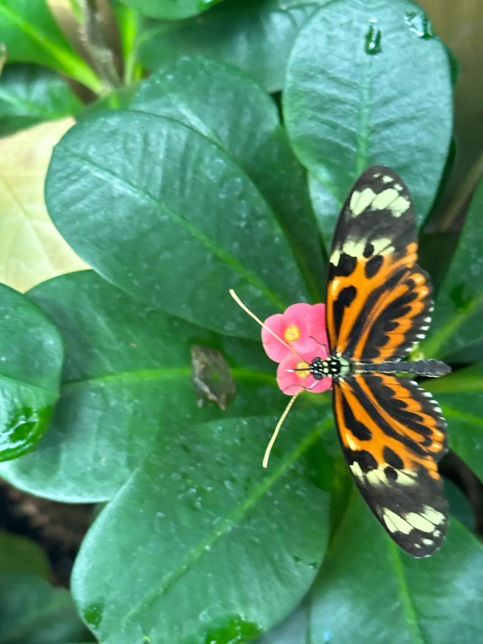 Tiger Longwing (Heliconius hecale) — feeding on a pink bloom