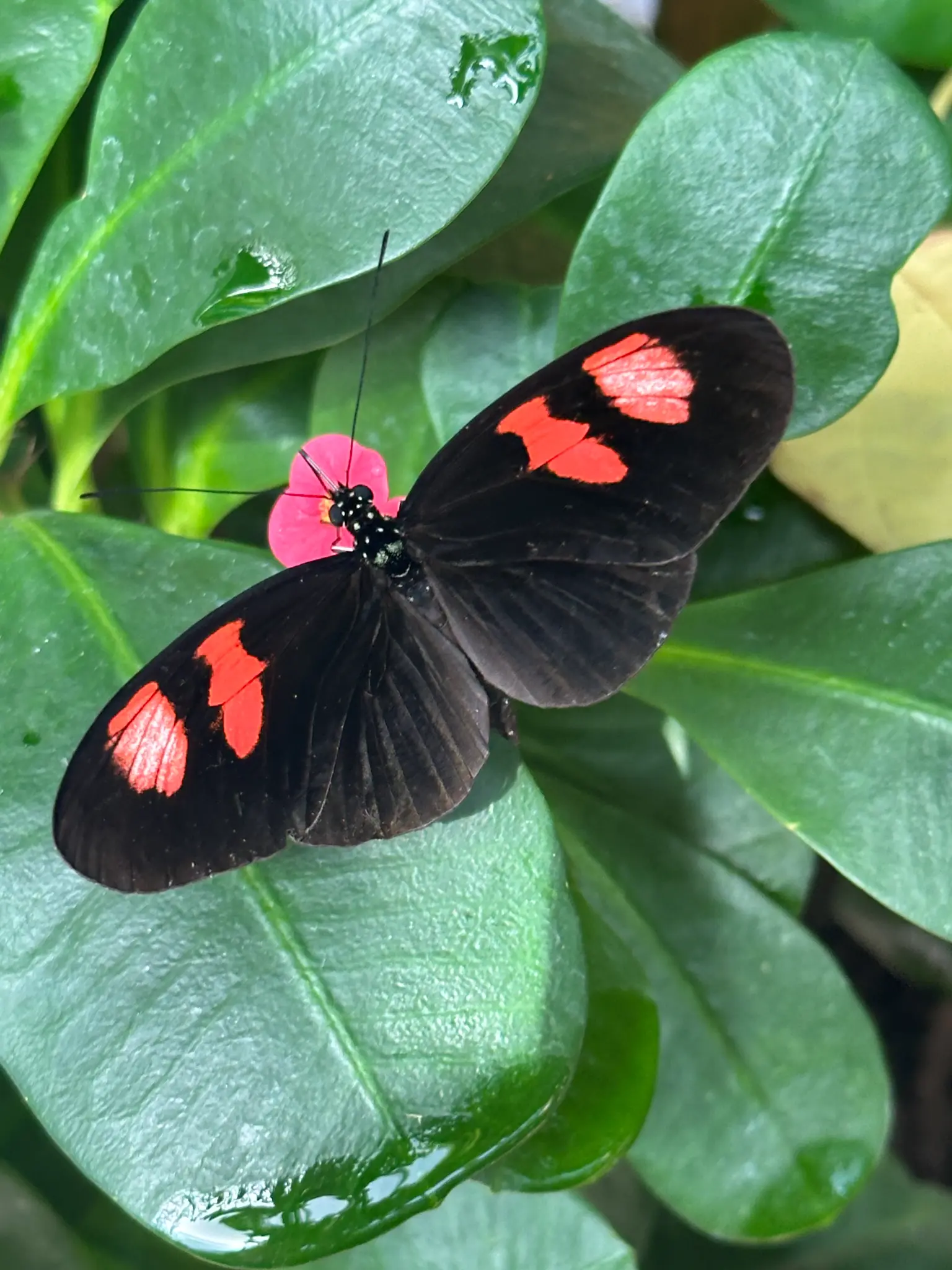 Postman Butterfly (Heliconius melpomene) — deep black wings with vivid red patches
