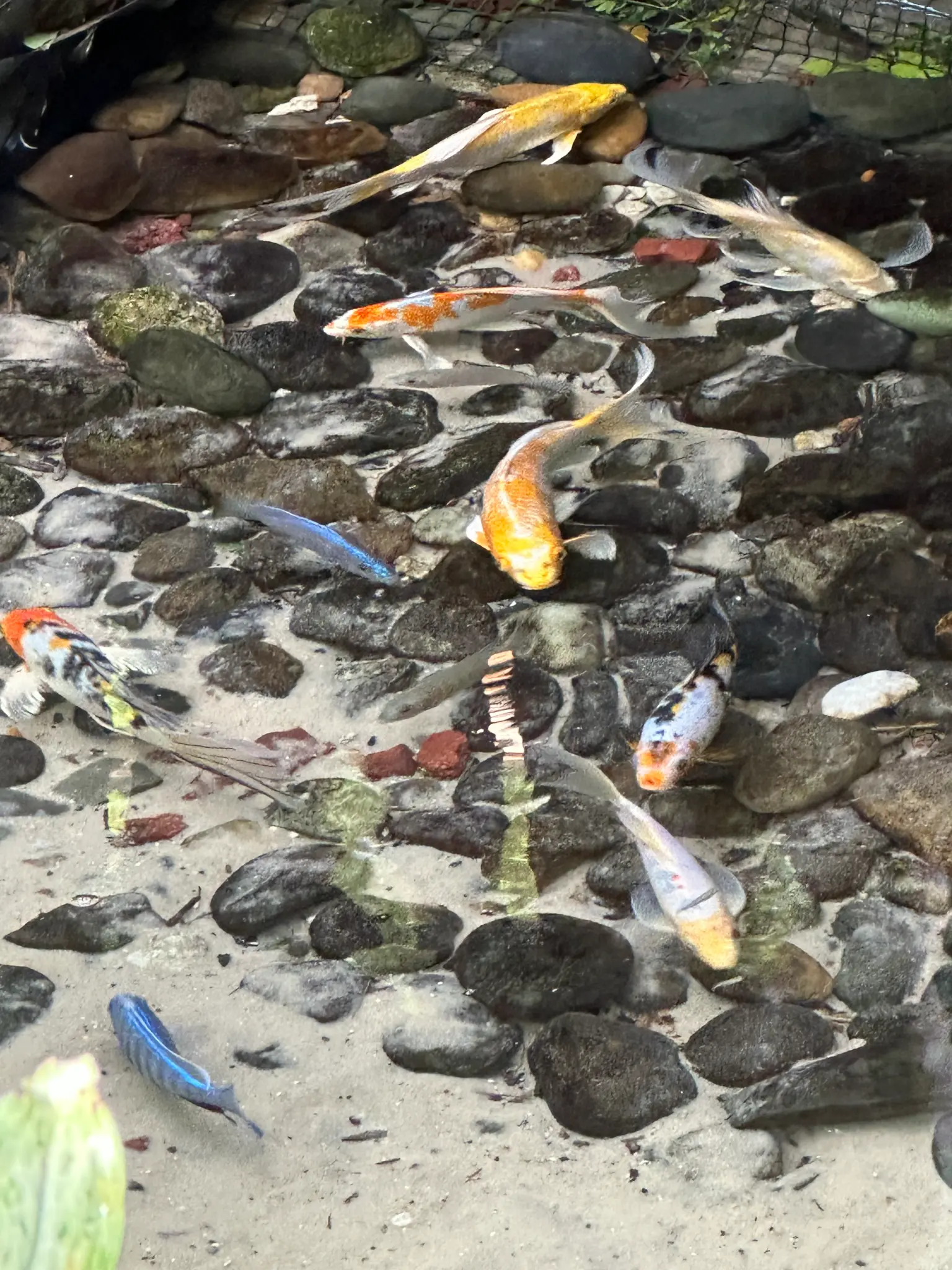 Koi and electric blue fish in the conservatory's shallow stream — the water garden is as enchanting as the butterflies above