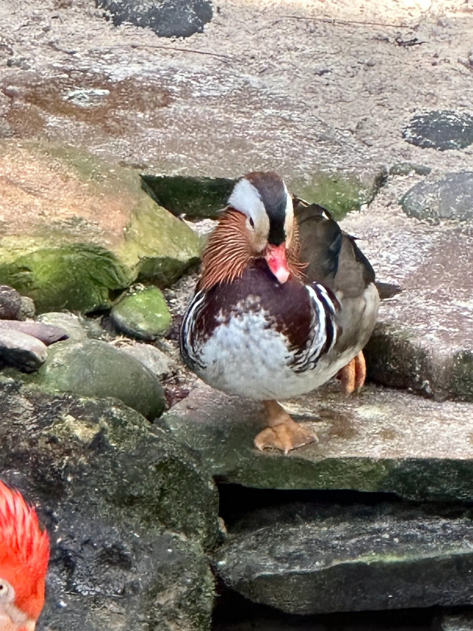 Mandarin Duck (Aix galericulata) — one of the most ornately colored ducks in the world, with chestnut whiskers and a vivid red bill