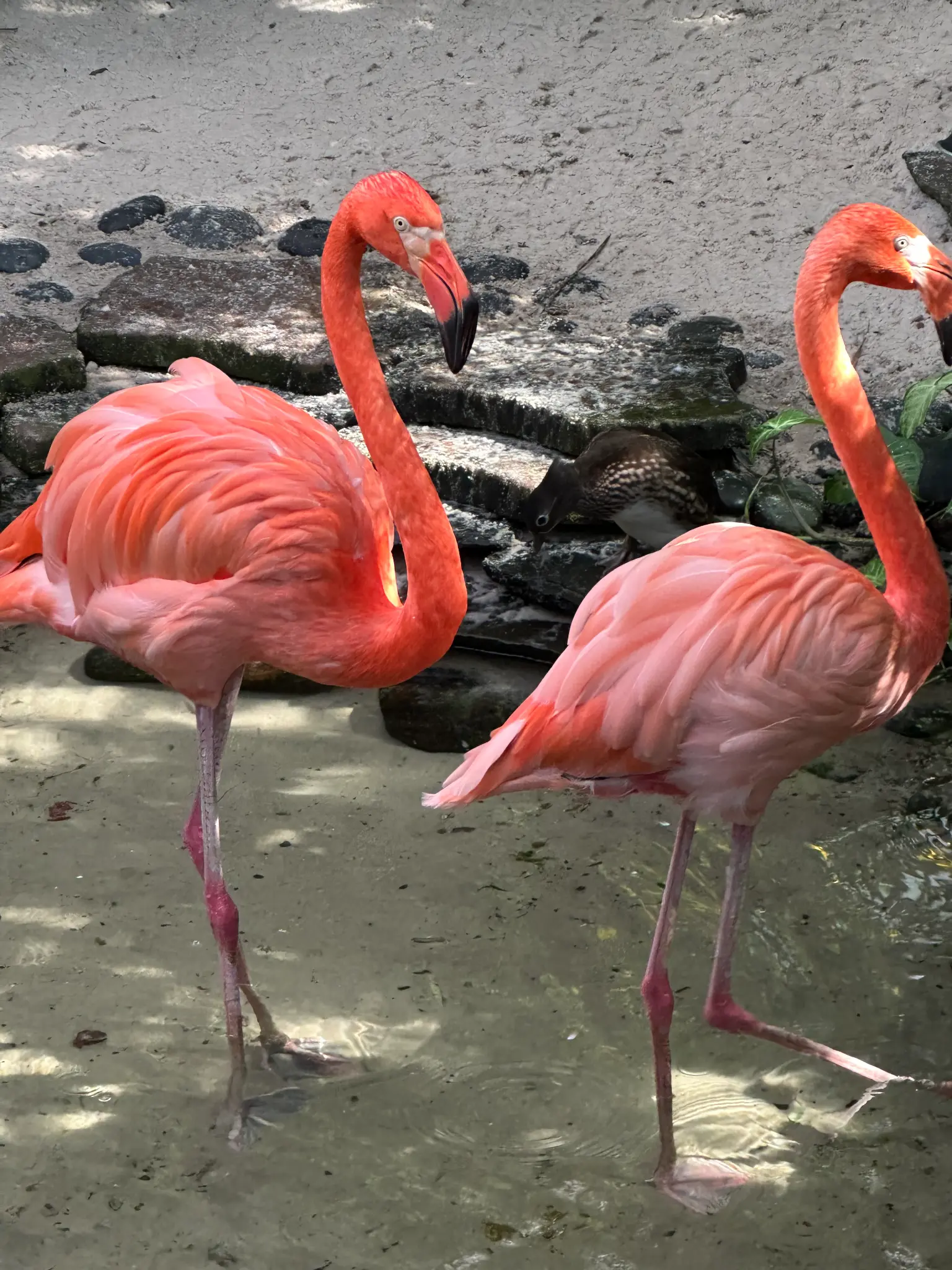 Caribbean Flamingos (Phoenicopterus ruber) wading through the shallows — the most vibrantly coral-pink flamingo species, with a Muscovy Duck resting between them