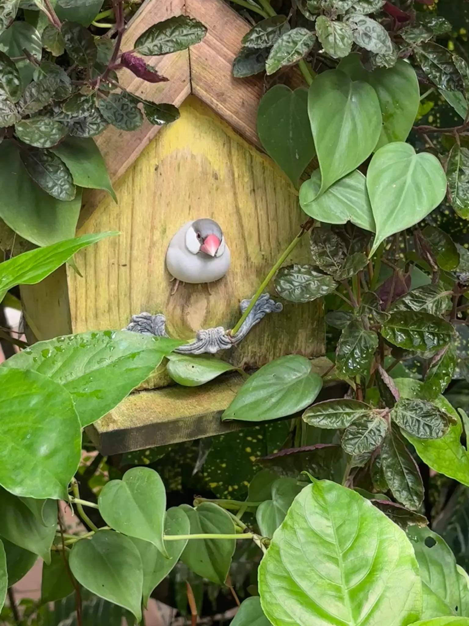 Java Sparrow (Lonchura oryzivora) peeking from its birdhouse — a tiny resident tucked among the tropical vines, with that unmistakable coral-pink bill