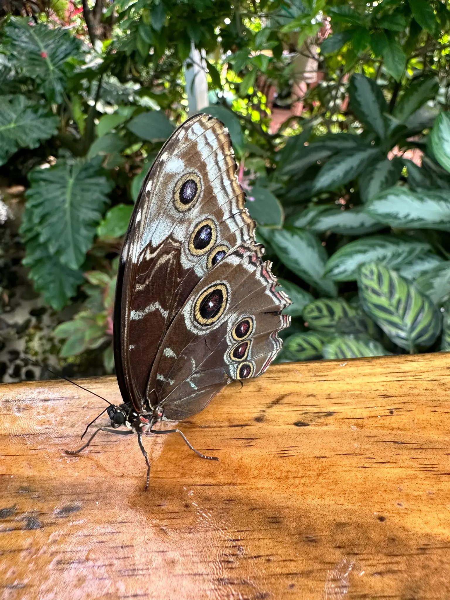 Blue Morpho (Morpho peleides) wings closed — the owl-eye spots on the underside serve as camouflage; open those wings and the iridescent electric blue is breathtaking