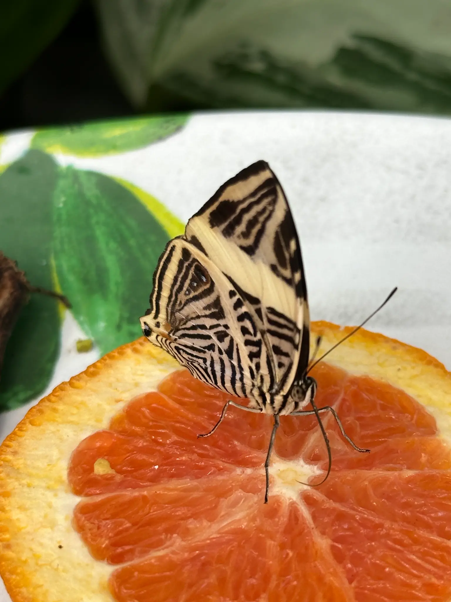 Zebra Mosaic (Colobura dirce) feeding on a grapefruit slice — the bold black-and-white zebra stripes are unmistakable