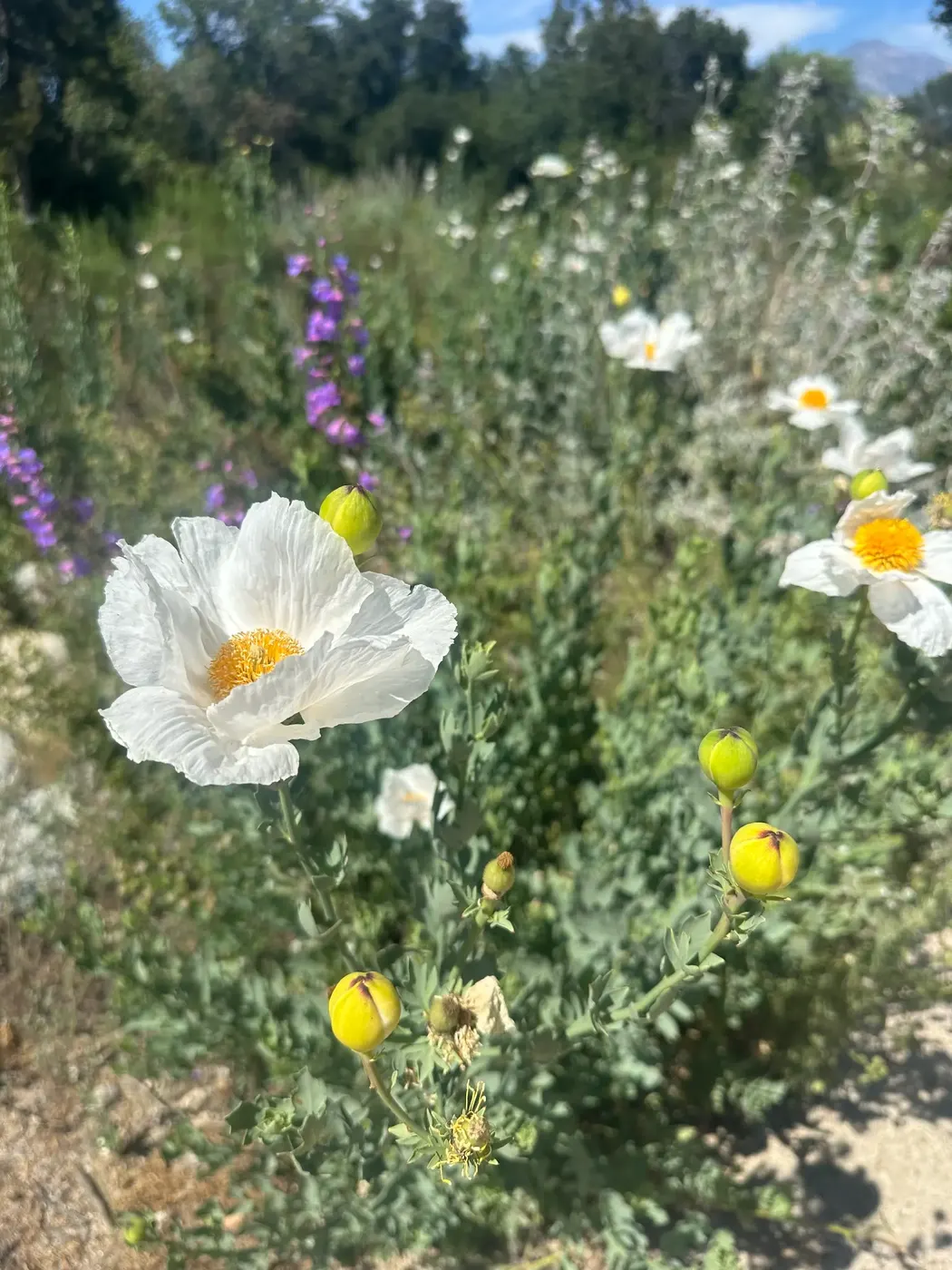 White wildflowers blooming in a sunlit California field — finding joy in the simple things